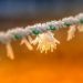 givre : panne cave a vin electrique